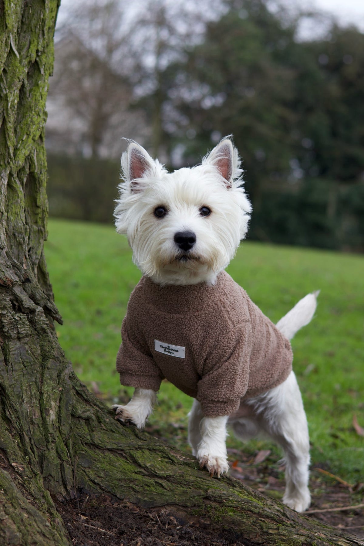 Teddy Fleece - Mocha