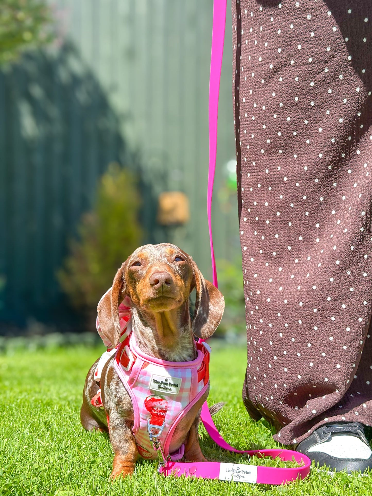 Strawberry Gingham Adventure Paws Harness