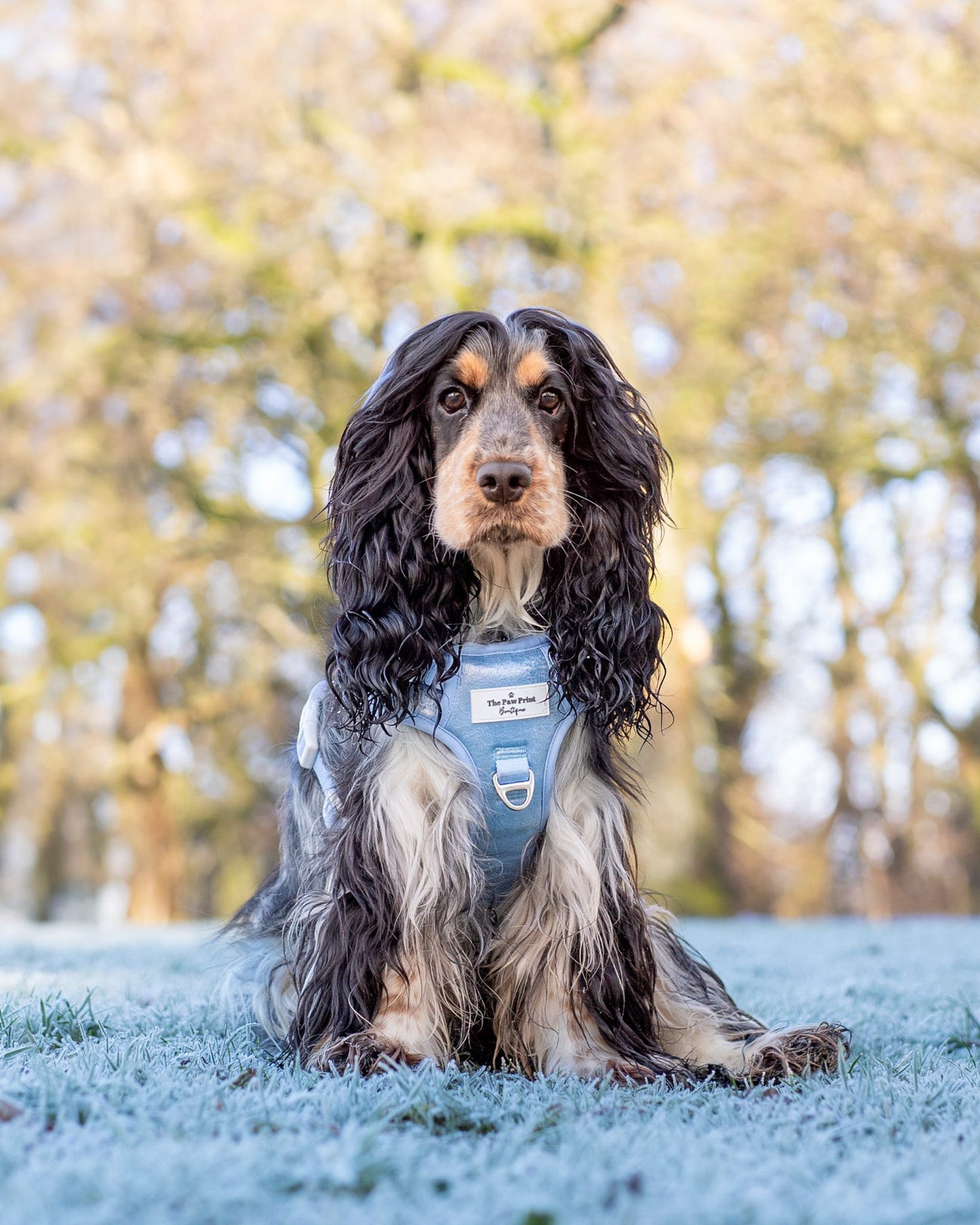 The Ocean Blue Adventure Paws Harness