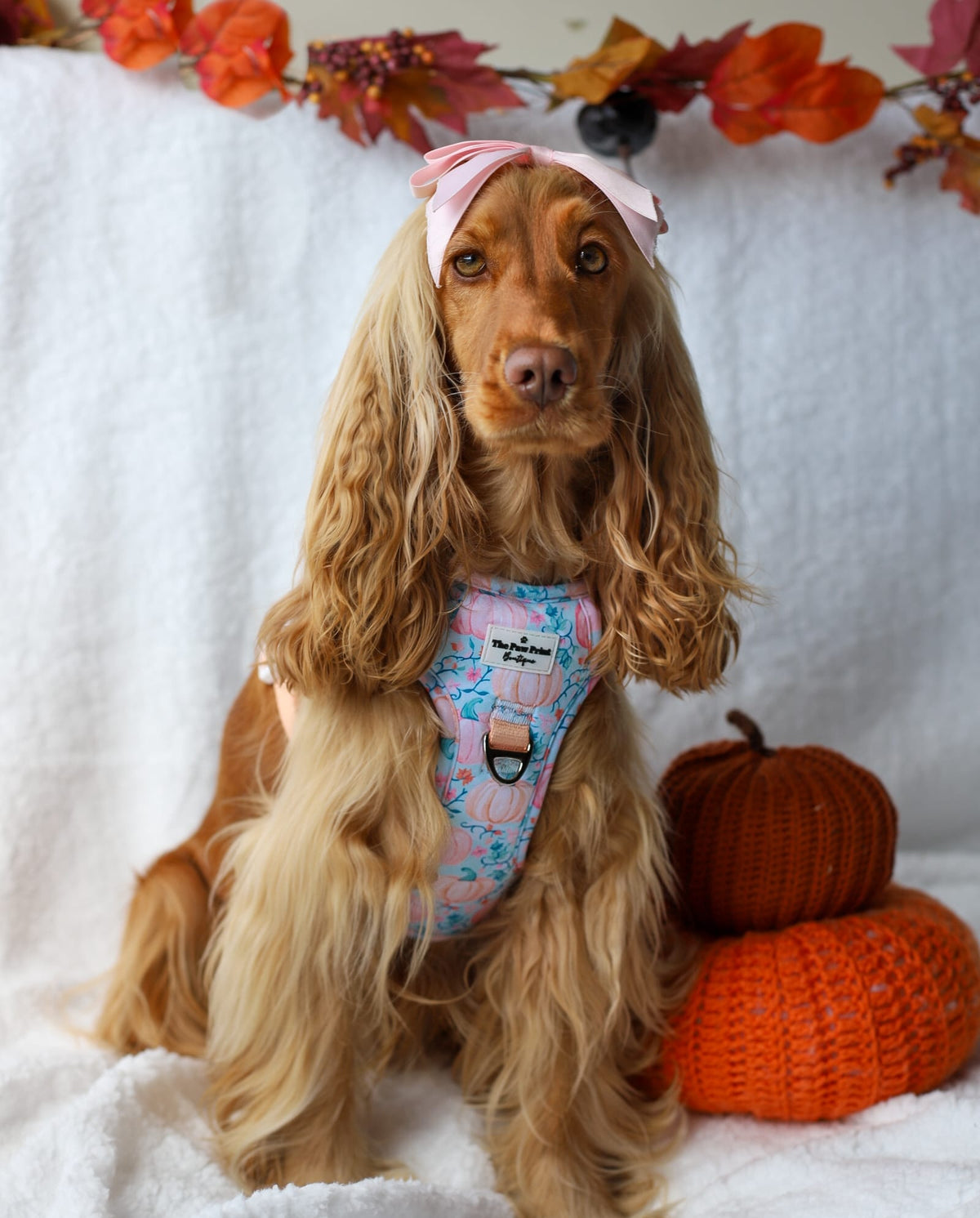 Pablo’s Pumpkins Adventure Paws Harness