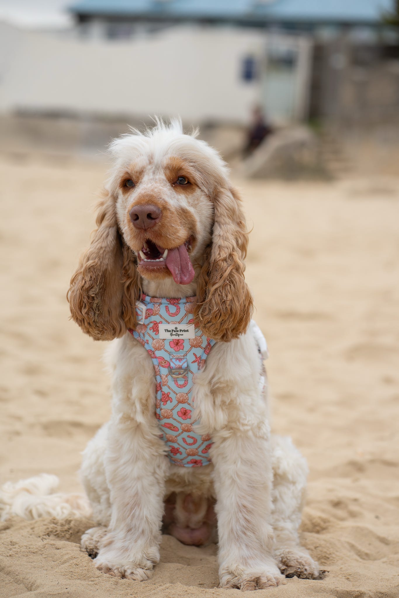 She sells Seashells by the YEEHAW Adventure Paws Harness