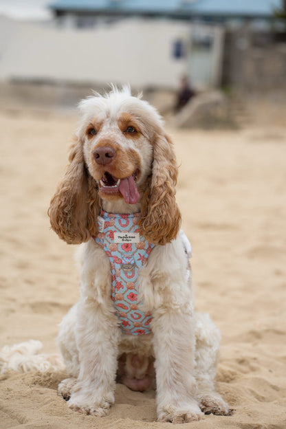 She sells Seashells by the YEEHAW Adventure Paws Harness