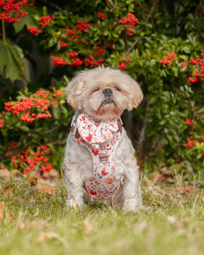 Maple Meadows Adventure Paws Harness