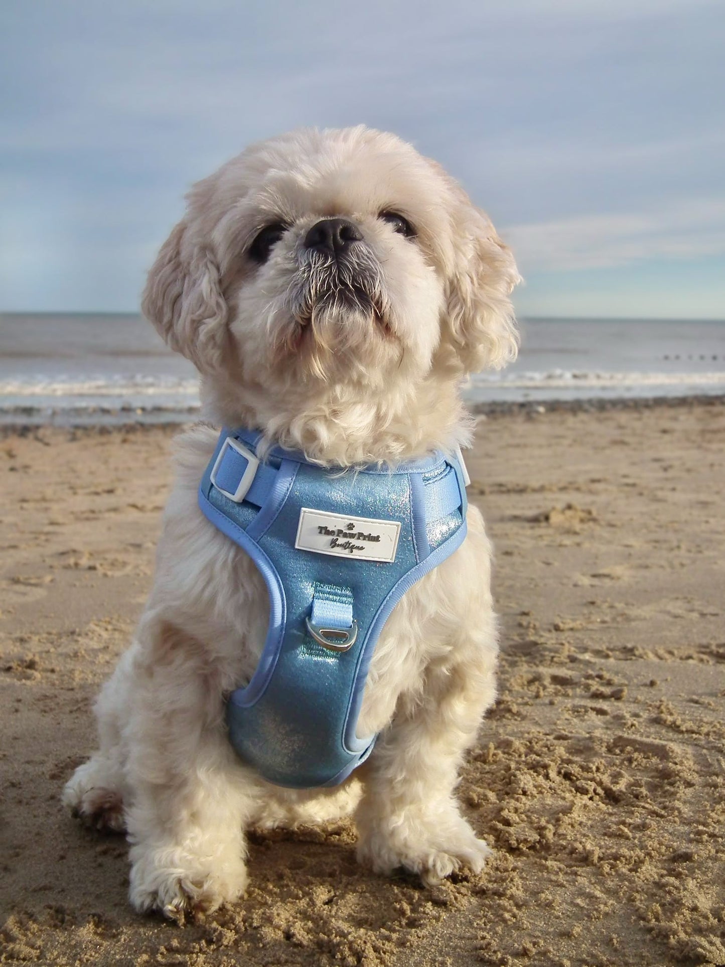 The Ocean Blue Adventure Paws Harness