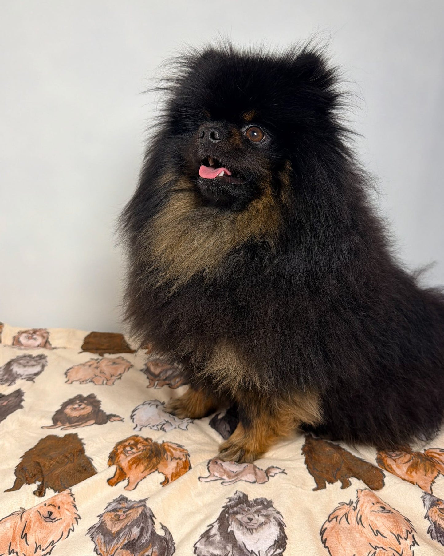 Pomeranian Dog Blanket