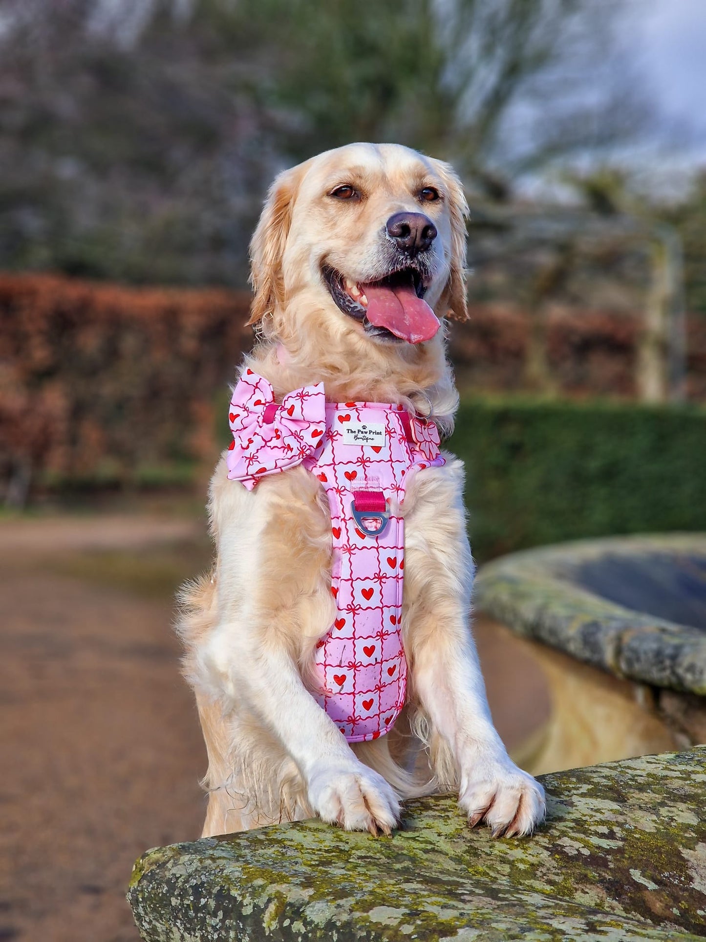 Pink Chequered Hearts Adventure Paws Harness