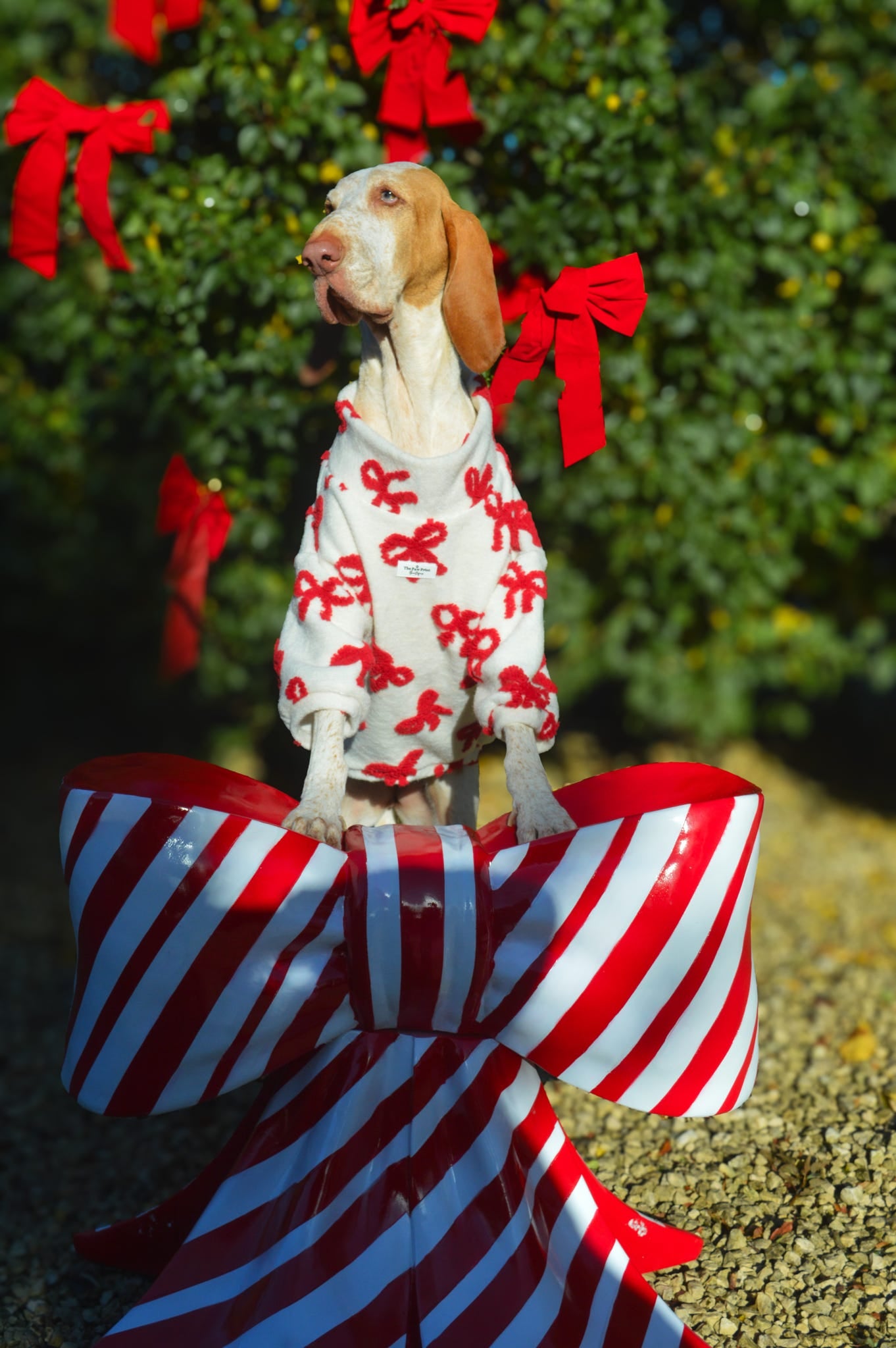 The Red Bow Fleece