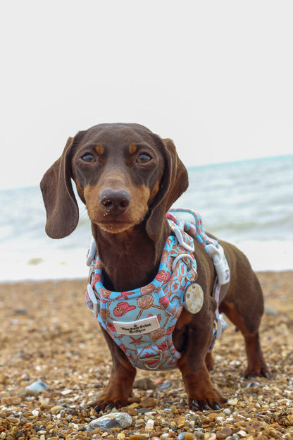 She sells Seashells by the YEEHAW Adventure Paws Harness