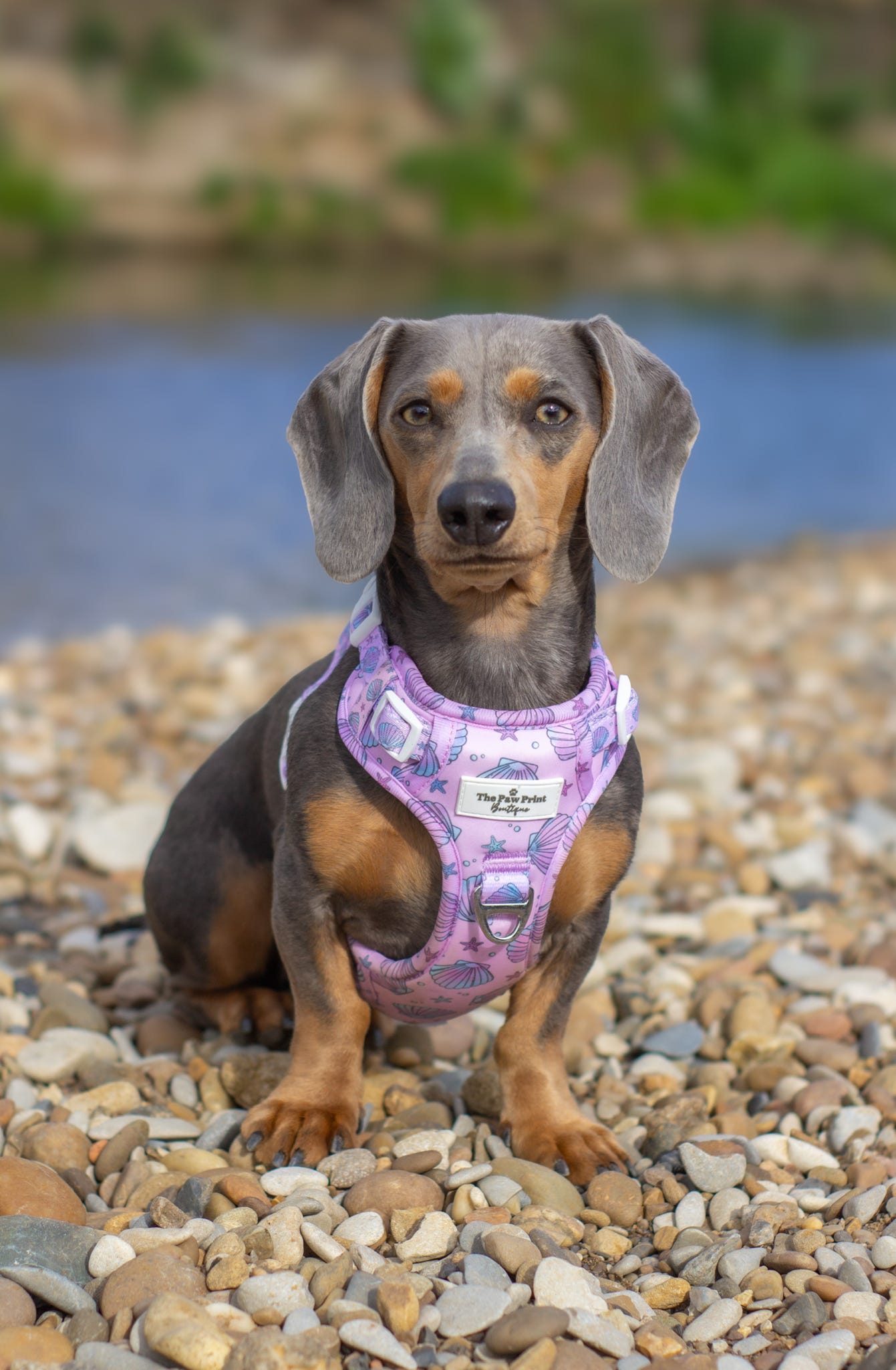 Mermaids Tails Adventure Paws Harness