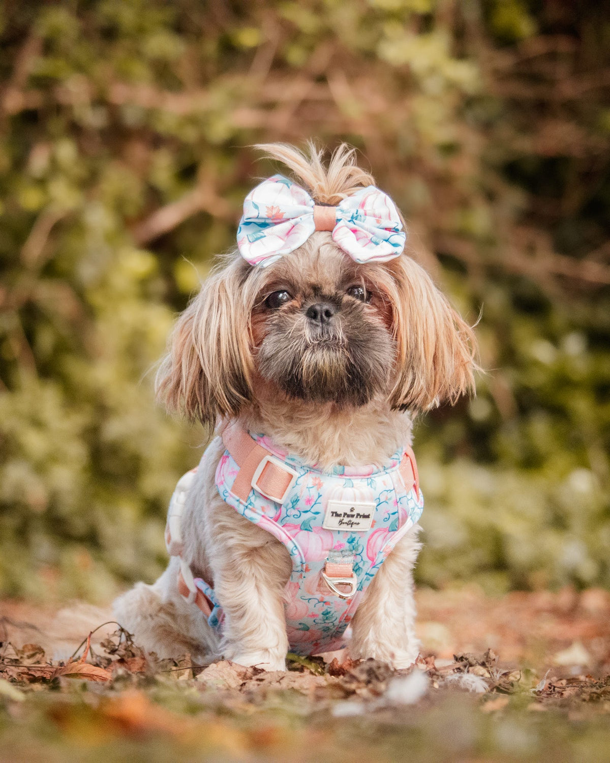 Pablo’s Pumpkins Adventure Paws Harness