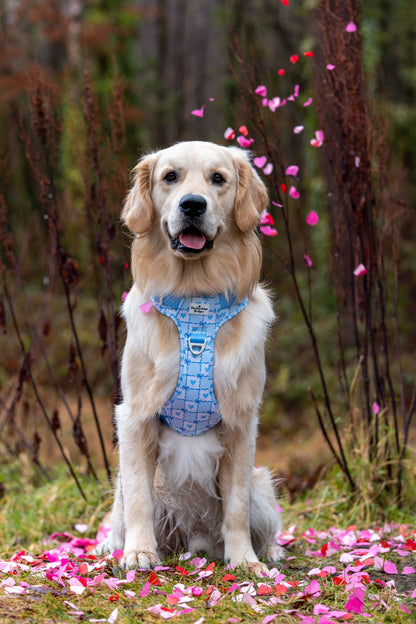 Blue Chequered Hearts Adventure Paws Harness