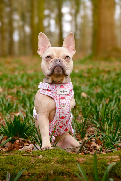 The Bows & Berries Adventure Paws Harness