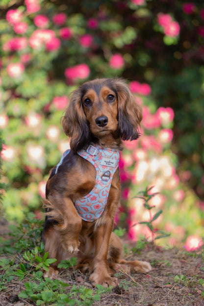 She sells Seashells by the YEEHAW Adventure Paws Harness