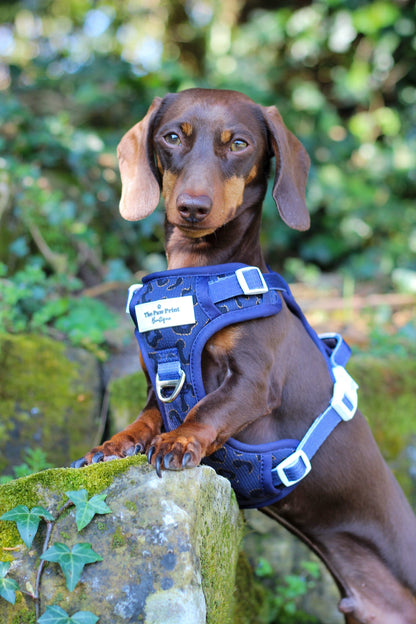 The Luxe Leopard (Navy) Adventure Paws Harness