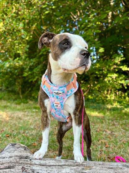 Pablo’s Pumpkins Adventure Paws Harness