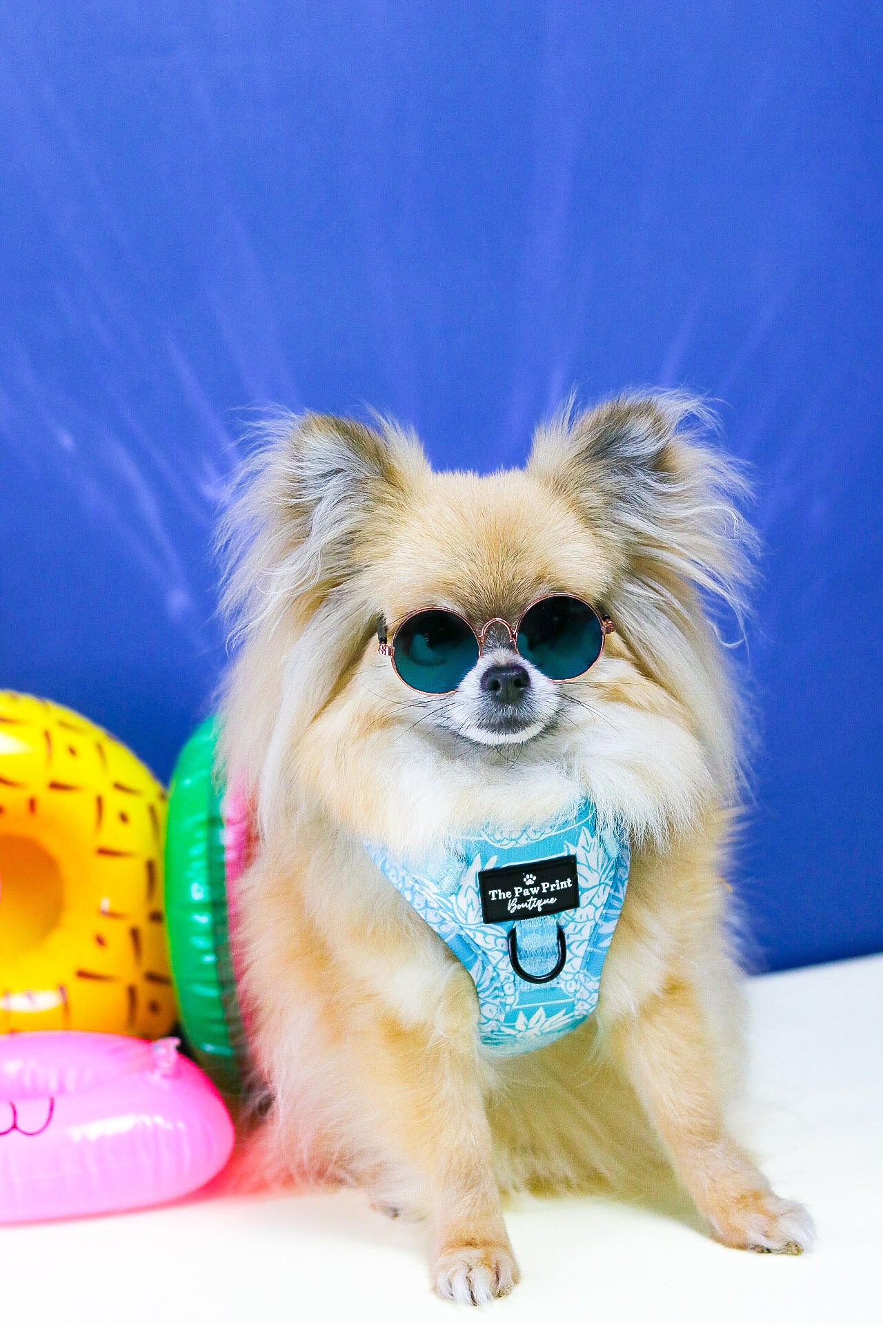 The Pineapple Pawty Adventure Paws Harness