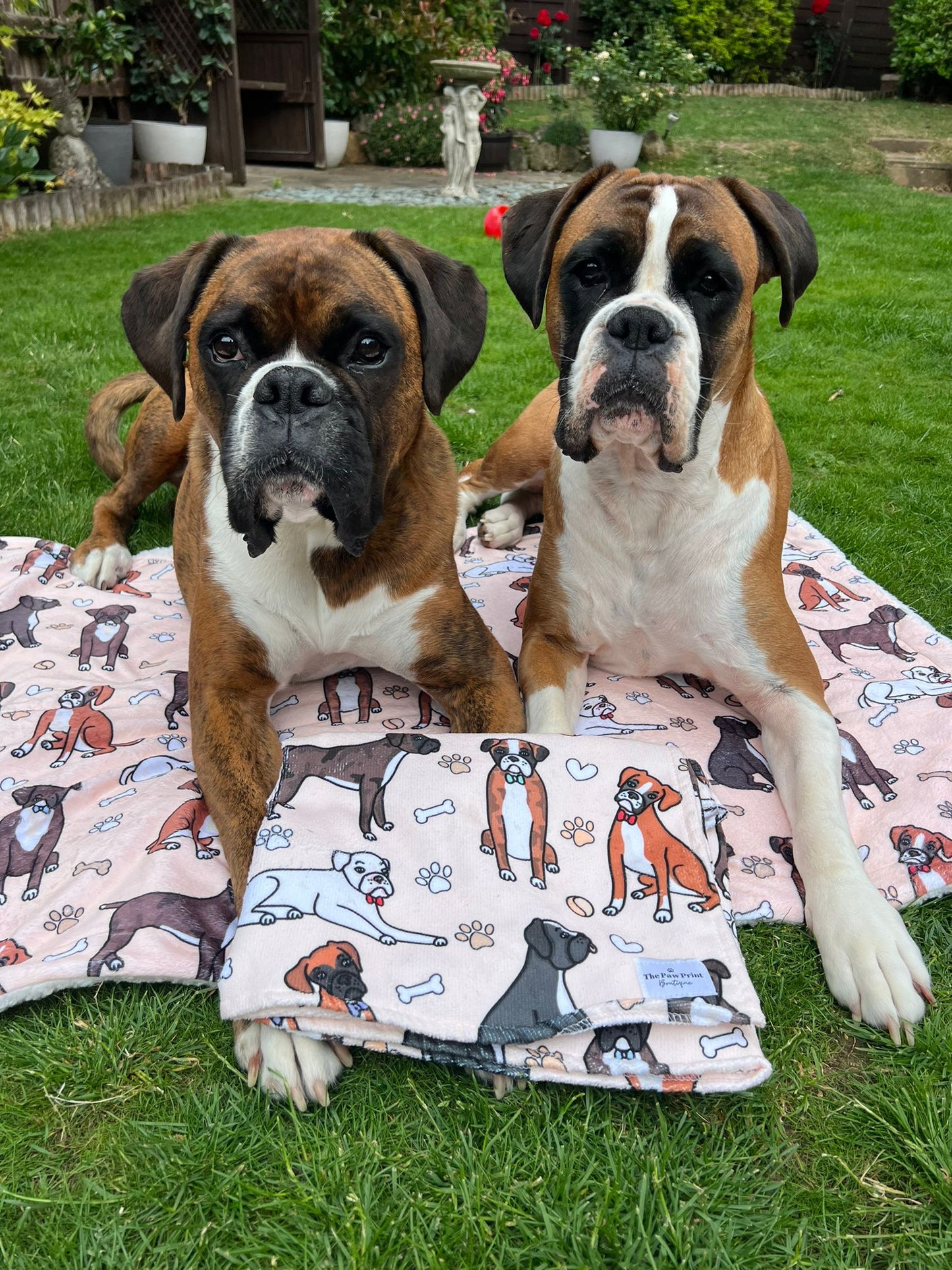 The Boxer Bow Tie