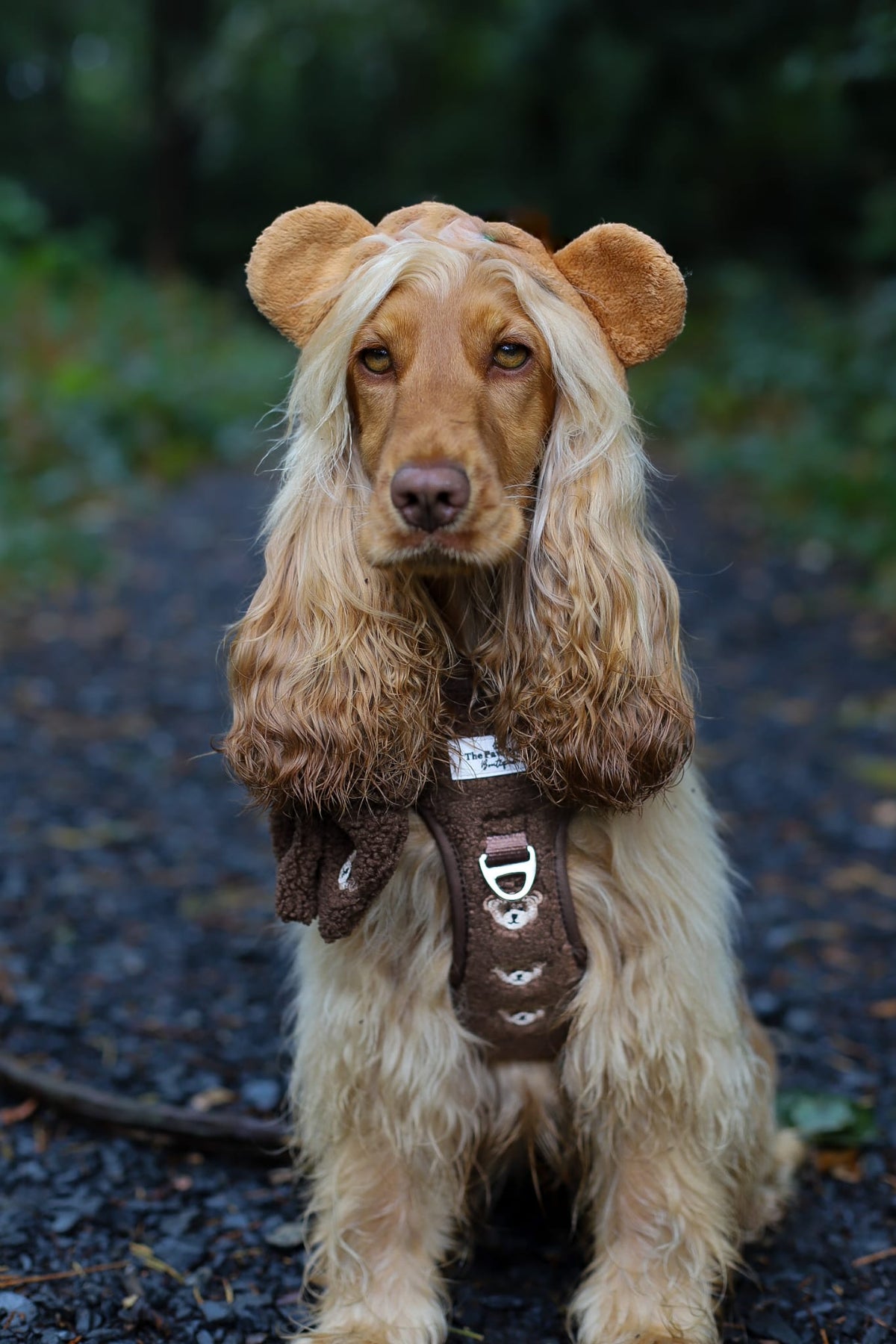 The Embroidered Little Bear Cub Adventure Paws Harness