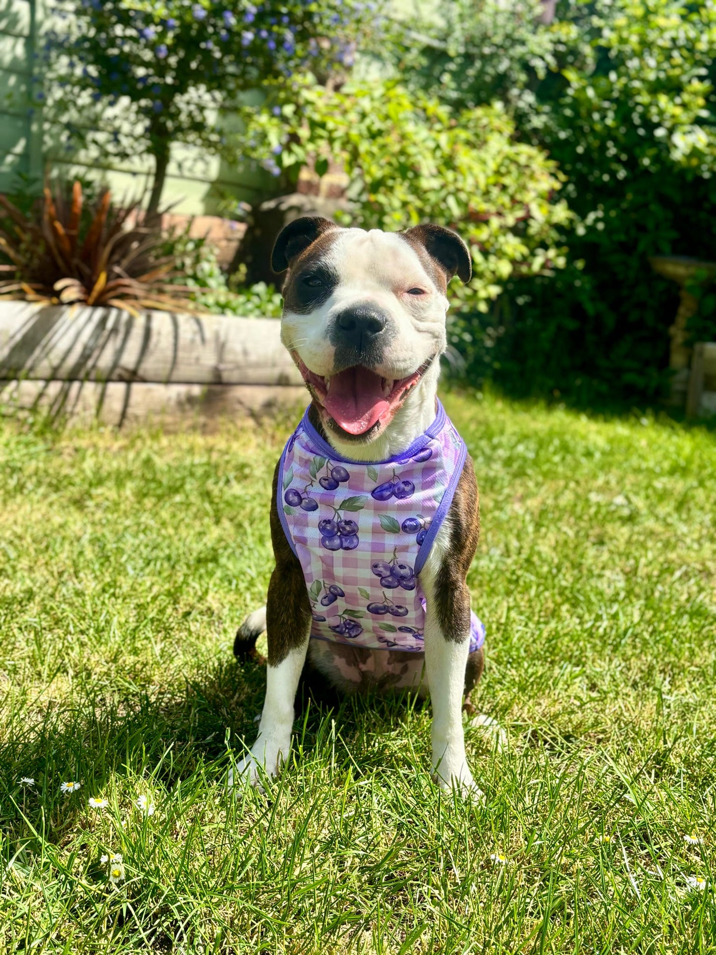 Blueberry Gingham Cooling Vest