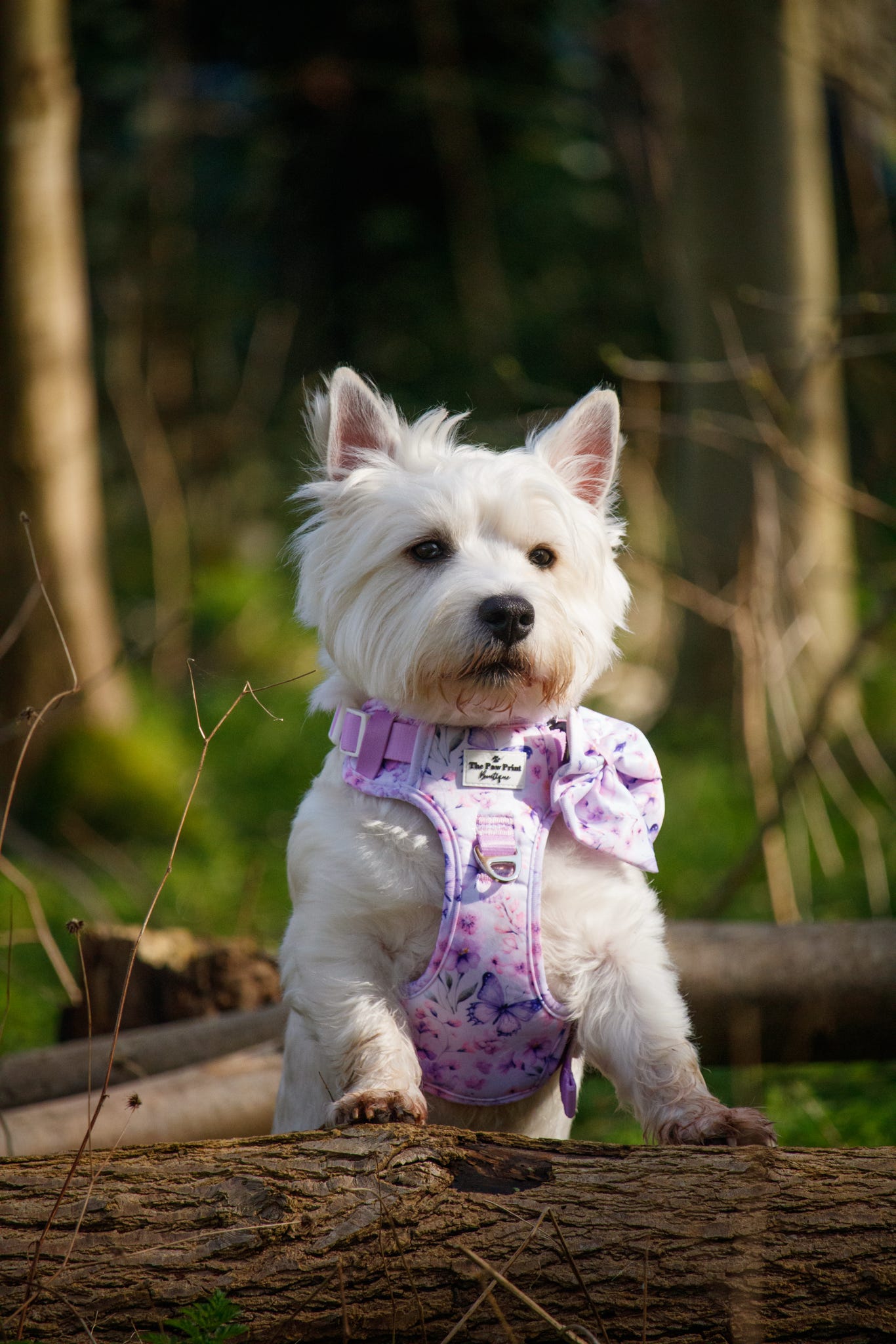 Butterfly Bliss Bow Tie