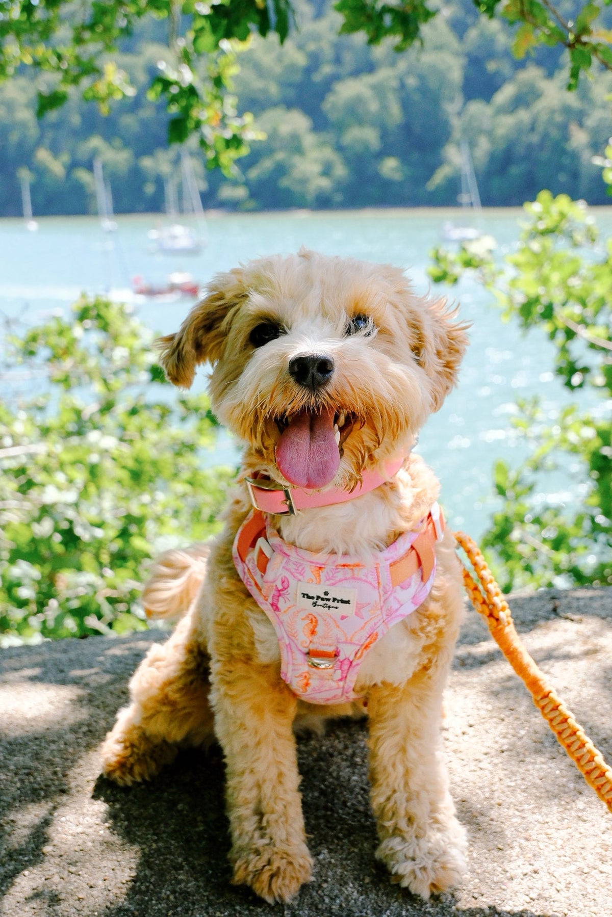 Under the Sea Adventure Paws Harness
