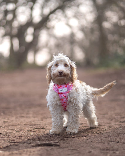 Cherry on Top Adventure Paws Harness
