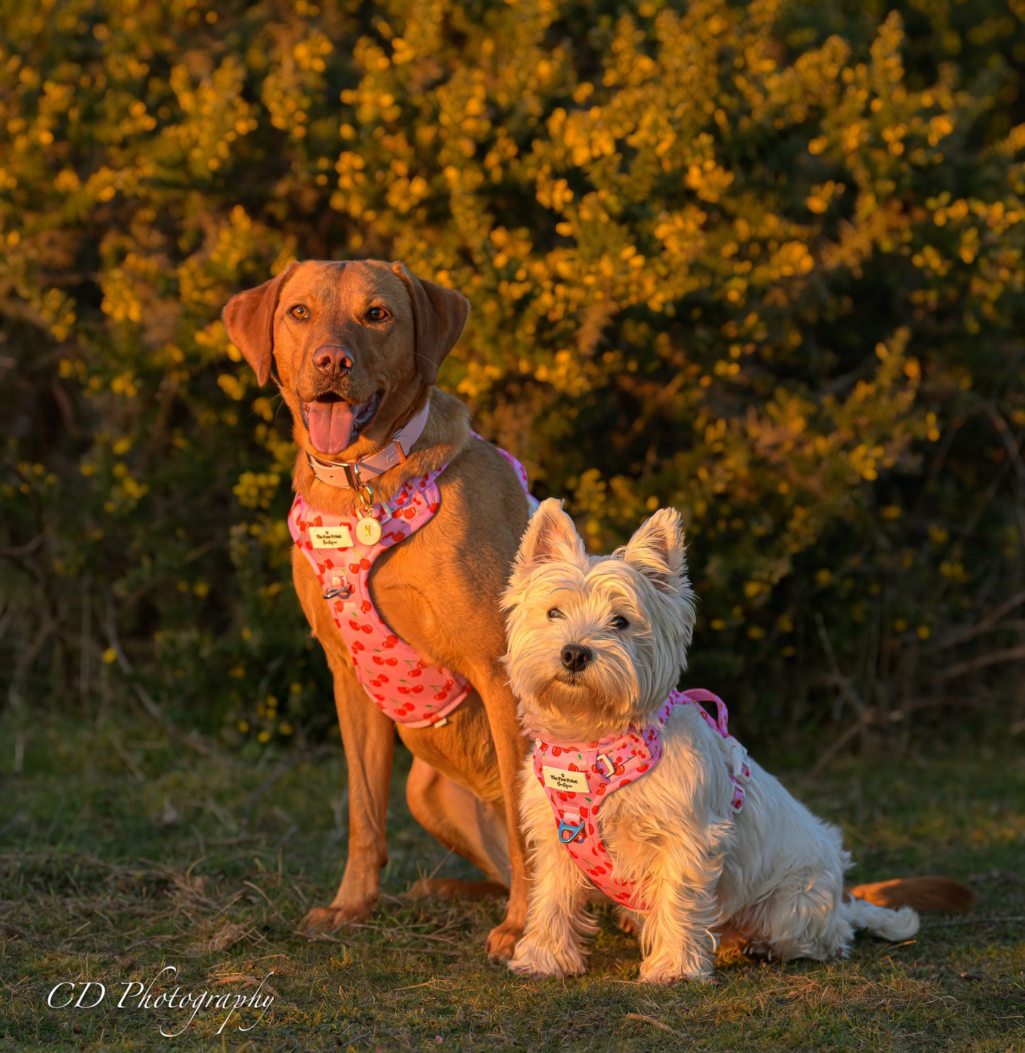 Cherry on Top Adventure Paws Harness