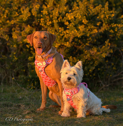 Cherry on Top Adventure Paws Harness