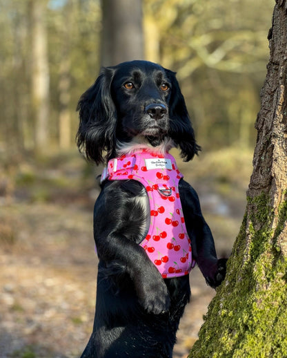 Cherry on Top Adventure Paws Harness