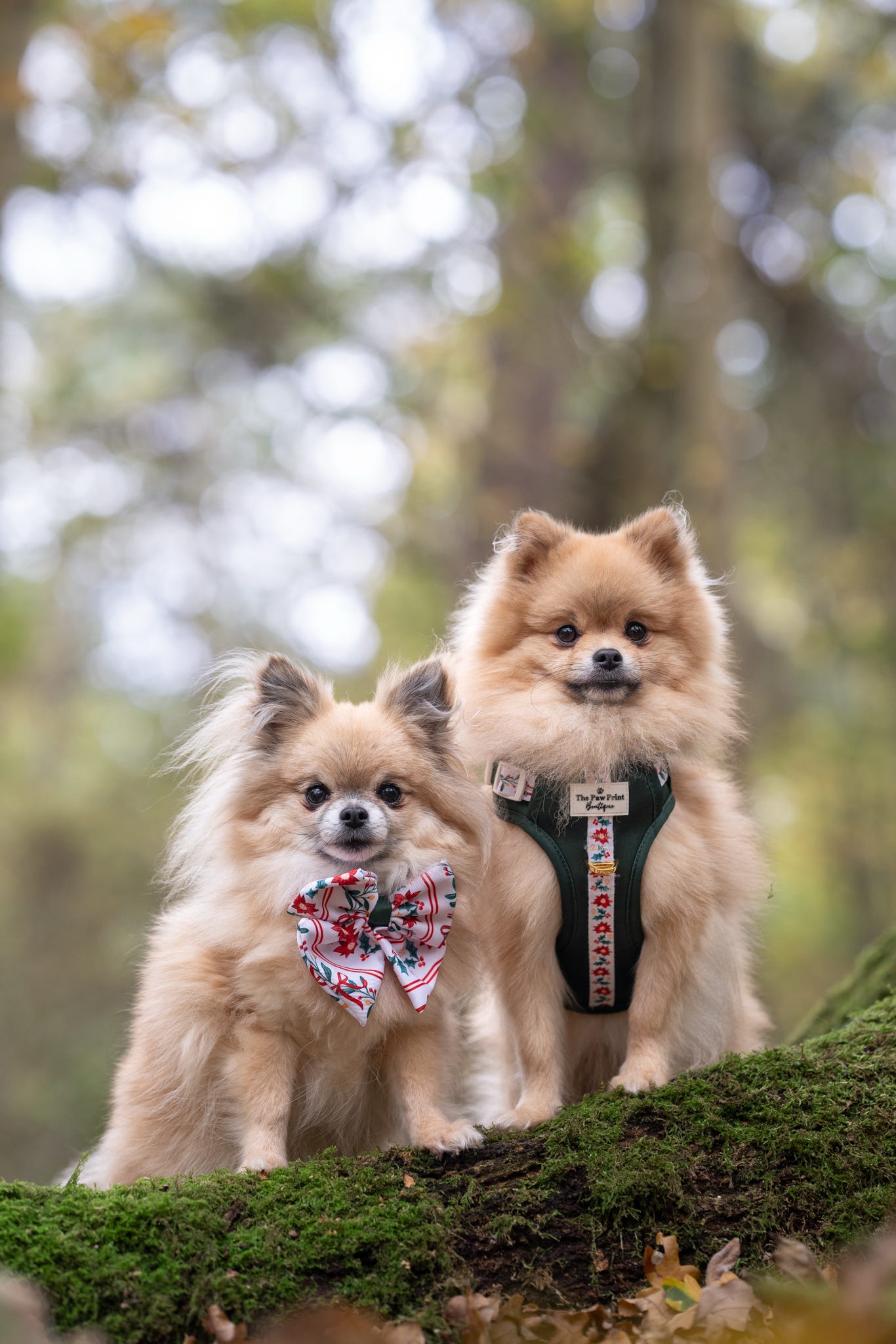 Festive Traditions Bow Tie