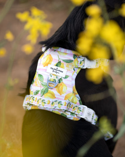 La Dolce Vita Adventure Paws Harness