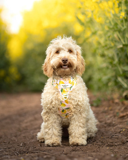 La Dolce Vita Adventure Paws Harness