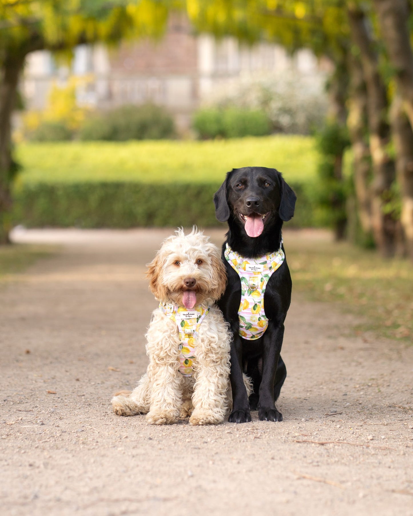 La Dolce Vita Adventure Paws Harness