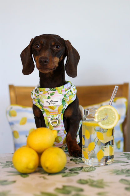 La Dolce Vita Adventure Paws Harness
