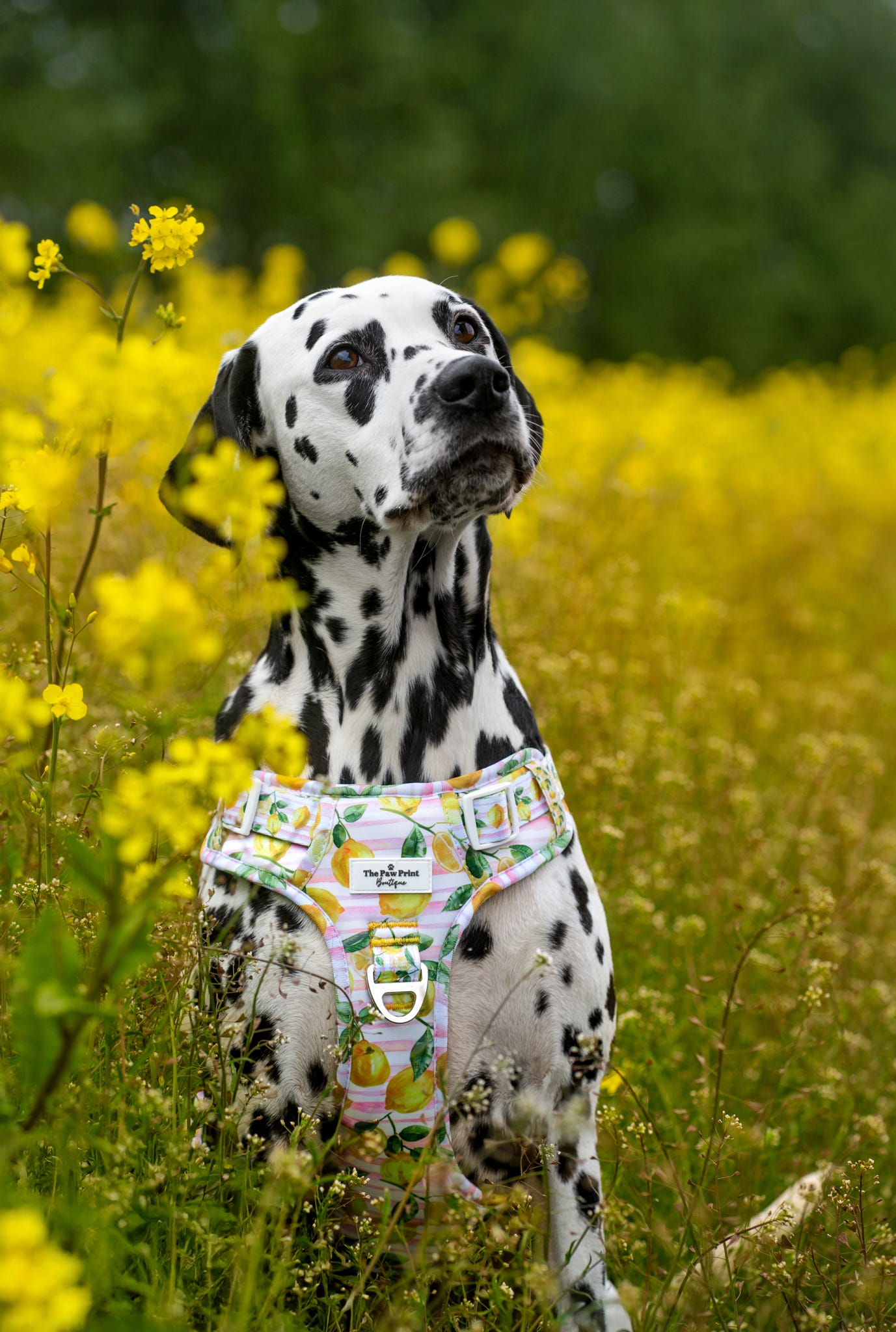 La Dolce Vita Adventure Paws Harness
