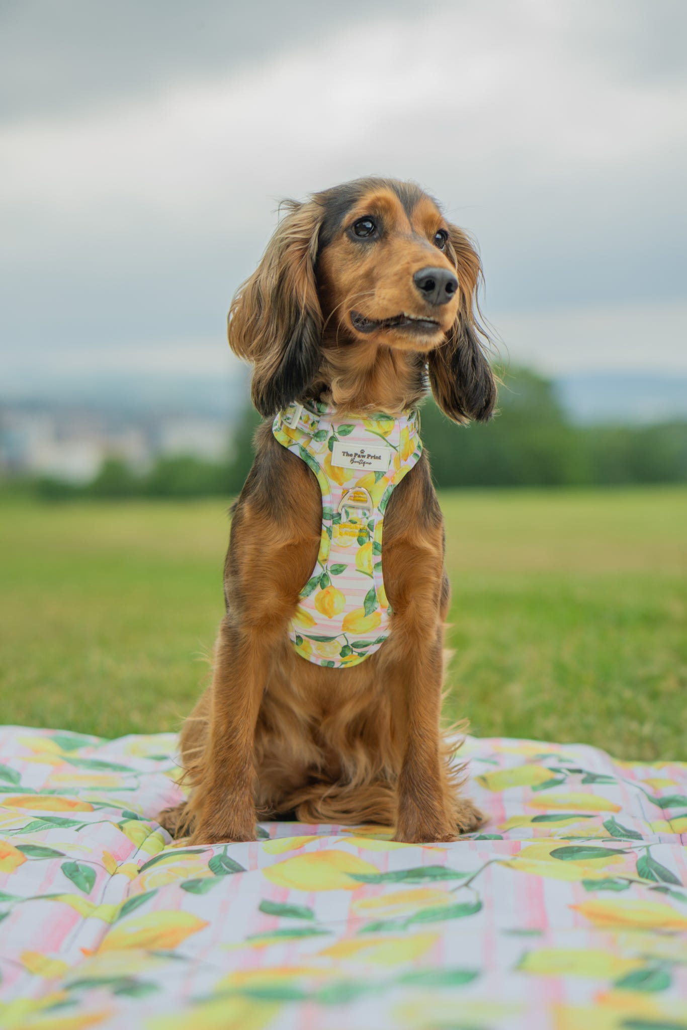 La Dolce Vita Adventure Paws Harness