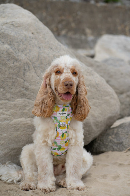 La Dolce Vita Adventure Paws Harness