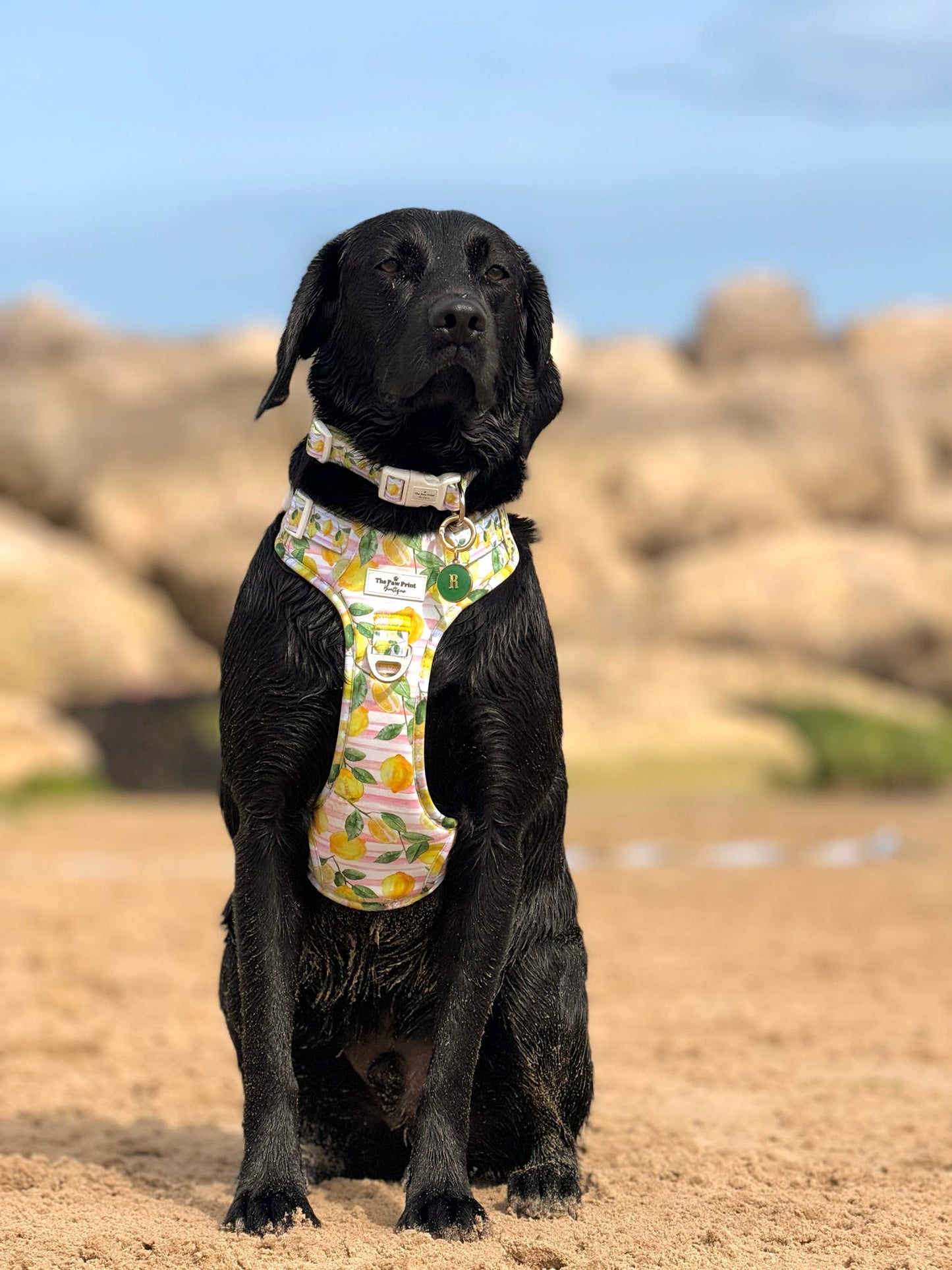 La Dolce Vita Adventure Paws Harness