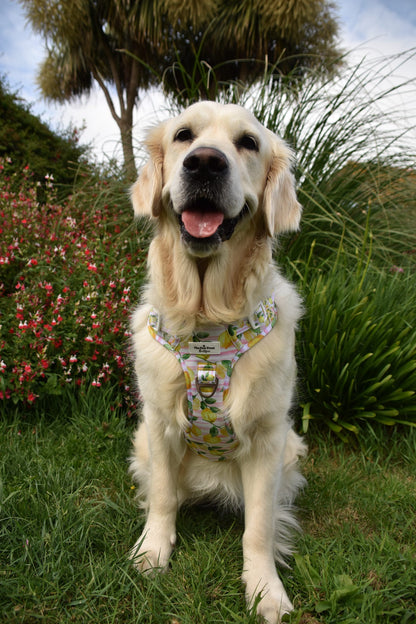 La Dolce Vita Adventure Paws Harness