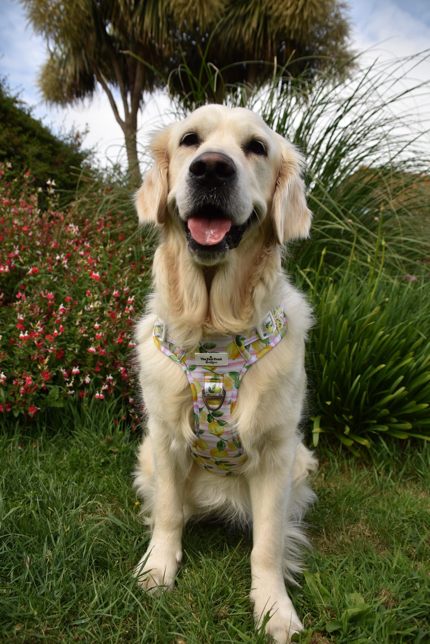 La Dolce Vita Adventure Paws Harness
