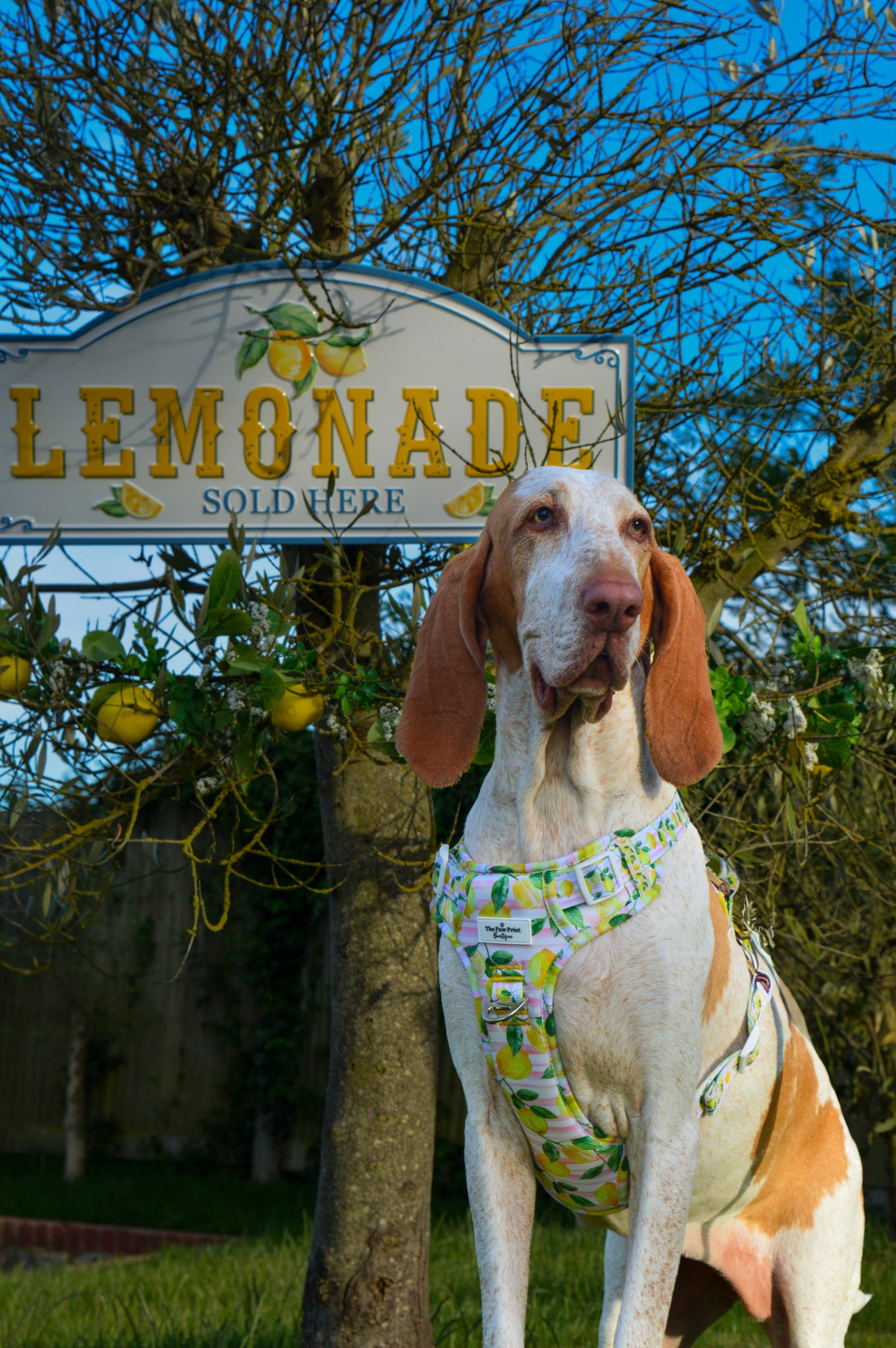 La Dolce Vita Adventure Paws Harness