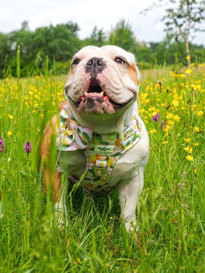 La Dolce Vita Adventure Paws Harness