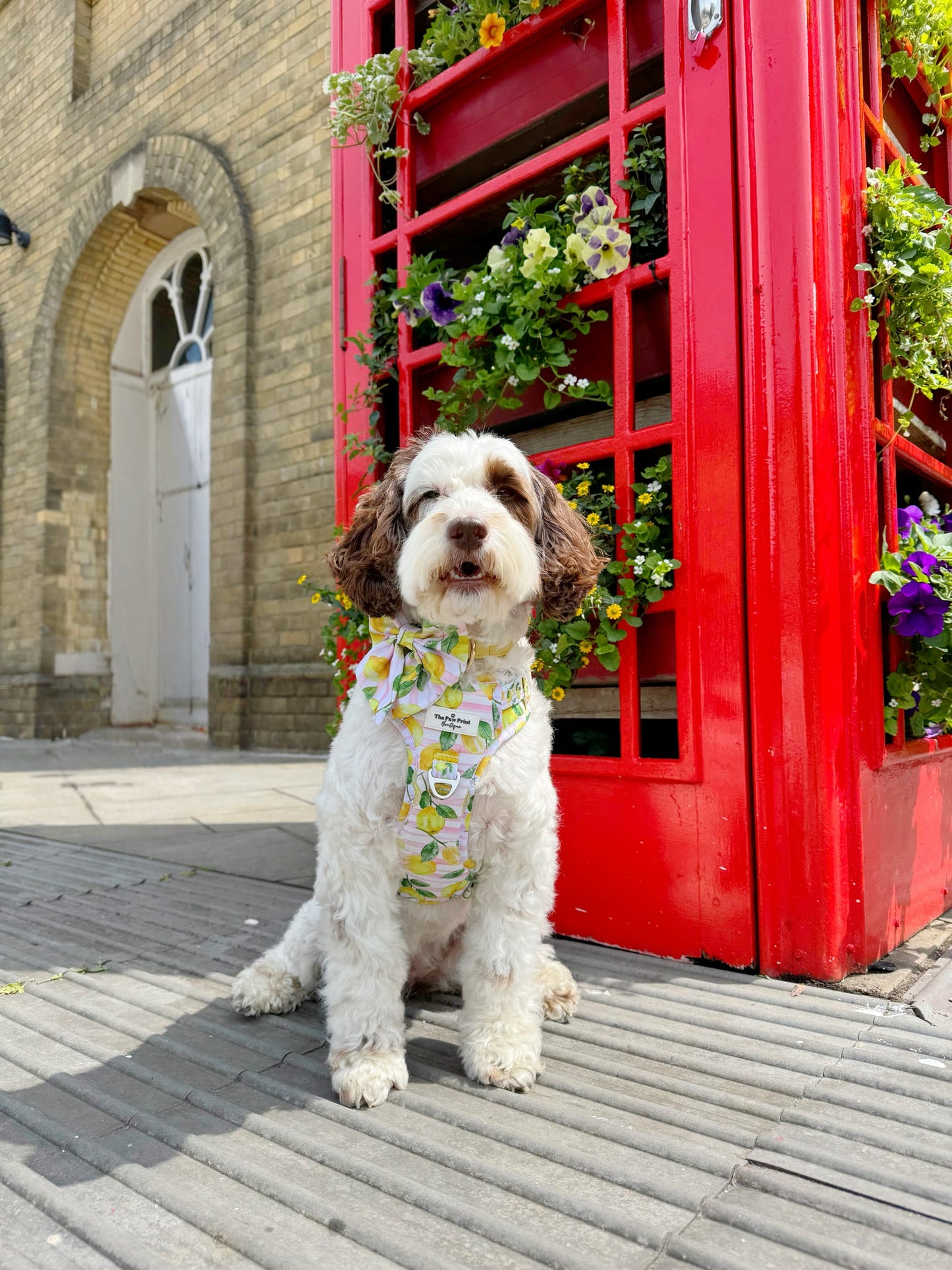 La Dolce Vita Adventure Paws Harness