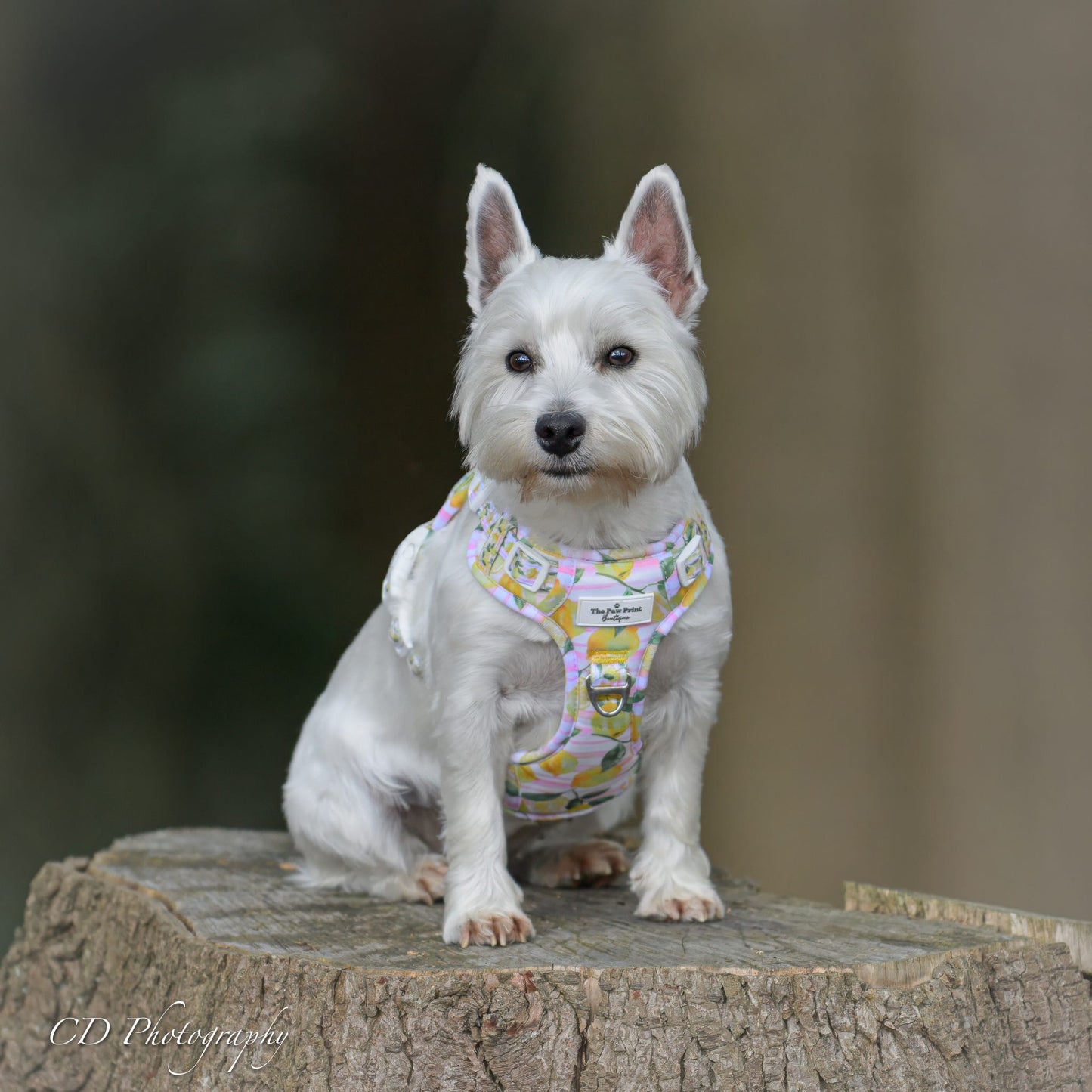 La Dolce Vita Adventure Paws Harness