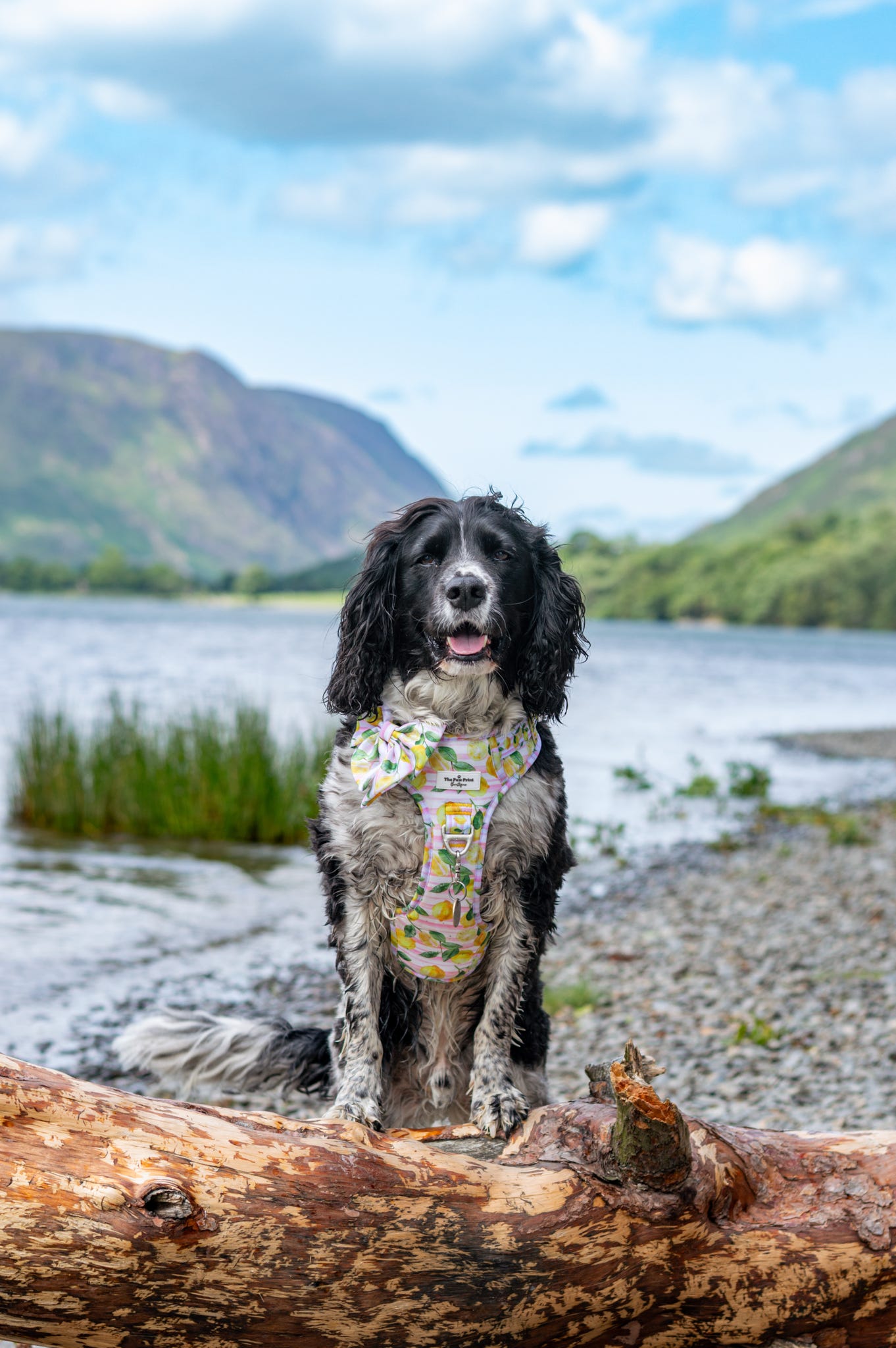 La Dolce Vita Adventure Paws Harness