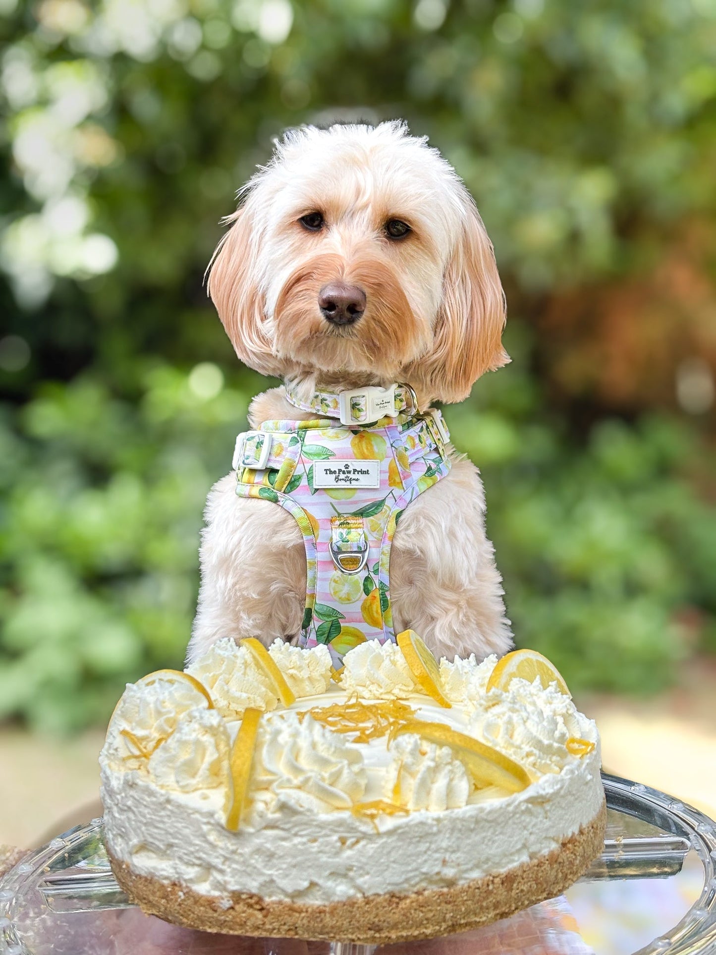 La Dolce Vita Adventure Paws Harness