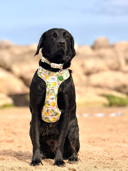 La Dolce Vita Adventure Paws Harness