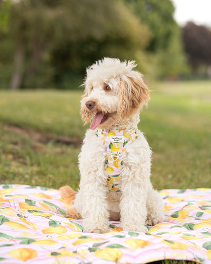 La Dolce Vita Adventure Paws Harness