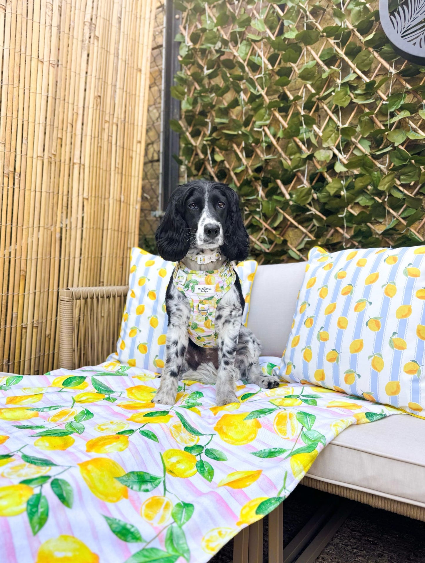 La Dolce Vita Adventure Paws Harness