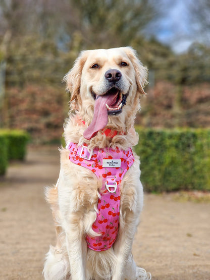 Cherry on Top Adventure Paws Harness